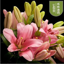 纳格兰百合花盆栽 香水百合花盆栽花卉观花植物室内花种子百合种球带芽大球 6布林【3套装】盆土肥 其他