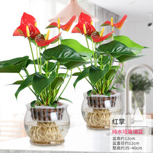 红掌盆栽水培植物室内好养花卉绿植四季水养白掌一帆风顺鸿运当头 水培玻璃盆-中大盆红掌2盆 含盆