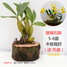 石斛盆栽 木桩栽好 铁皮石斛金钗鼓槌报春玫瑰天宫蜂腰石斛兰花苗 桌面摆件 办公司植物附生兰 花卉绿植 鼓槌5-6苗带木桩 裸根不带土