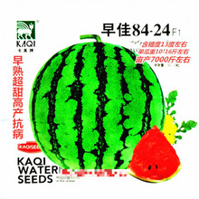 卡其冰糖麒麟西瓜种子早熟超甜高产抗病农家春秋播种精选西瓜种 卡其早佳8424原装50粒x5袋