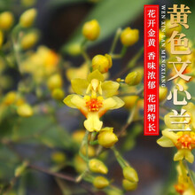 刘阁兰花苗 超香的兰花建兰色花七彩玲珑 现带花苞出售有香味的兰花卉阳台盆栽绿植 黄色文心兰2苗不带花，带简易盆发货