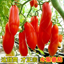 农家大粉番茄种子苗子毛粉柿子西红柿种籽老品种四季盆栽蔬菜种孑 【红香蕉水果番茄】20粒简装