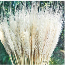 娴雅麦穗干花花束开业大麦客厅田园装饰摆件瓶插花真花干艺术落地 白色100支