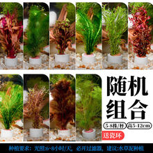 水草植物活真草懒人鱼缸水草造景套餐装饰增氧入门级皇冠莫斯沉木 随机套餐(8杯)+瓷环
