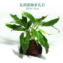 鱼缸懒人水草活体植物淡水有茎草缸造景水族箱中后景绿菊直接沉底 瓦利斯榕多孔石