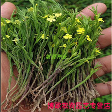 独脚金种子籽疳积野生草种籽独脚疳黄花草清米虫阳台庭院四季播种 独脚金种子100粒