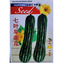七叶早南瓜种子特早熟南瓜种子香甜糯花皮老南瓜种子高产倭瓜种籽 【七叶早南瓜】3代