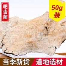 滋真堂 耙齿菌 长白山白耙齿菌 耙齿菌50g