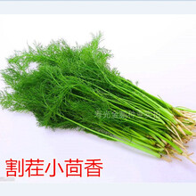 割茬小茴香种子  耐寒耐热茴香种籽 四季 多次收获蔬菜种子 割茬小茴香10克装