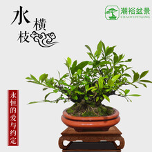 潮裕盆景绿植盆栽 京东