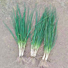 寿禾 四季小葱种子香葱籽山东农家大葱盆栽葱花沙葱苗春秋季播种蔬菜家庭种植菜子疏蔬莱阳台大田种籽秧苗菜 寿禾四季小香葱种子 10g原装