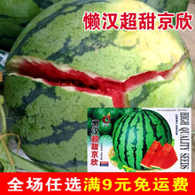 口感脆爽红瓤西瓜种子高产早熟大西瓜种子种籽 懒汉超甜京欣/40粒