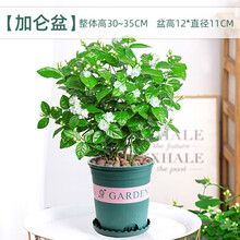 莎之槿园艺【茉莉花专区】茉莉花盆栽带花苞室内花卉观花植物四季好养开花不断香水茉莉非洲茉莉绿植 茉莉花（加仑盆） 含盆