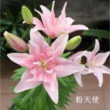 进口香水百合花大种球重瓣花苗带芽种子四季花卉室内庭院绿植盆栽 粉天使(3个种球) 12+