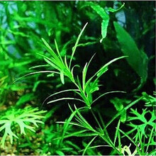 竹节草虾缸躲避草中后景草虾缸阴性草印度小竹节草水草缎带椒草 竹节草1份10棵