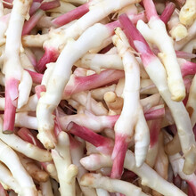 嫩仔姜四川新鲜子姜芽指头姜生姜泡老醋鲜姜 3斤 新鲜现挖