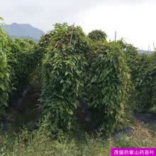 紫山药新鲜现挖江西农家蔬菜当季紫色脚板薯大薯紫玉淮山毛薯1000g 1000g