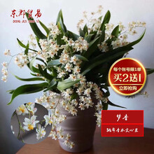 东郡贸易国兰 跳舞香水文心兰 梦香 冬带浓香味花苞 精品文心兰花苗室内好养鲜花卉盆栽办公室绿植物盆景 大盆开米白色花4-6苗，原培养基发货