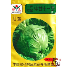一播大地 包菜/卷心菜 结球甘蓝 牛心甘蓝种子 圆甘蓝种子紫甘蓝 阳台种菜盆栽蔬菜种子 高出芽率 中甘十一号甘蓝种子原装5克