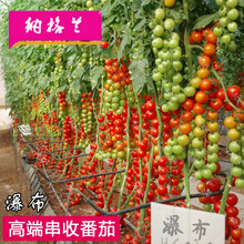 毛粉番茄种子非转基因田园西红柿苗种籽沙瓤四季春季农家蔬菜种孑NGL 瀑布番茄10粒(成串采摘)
