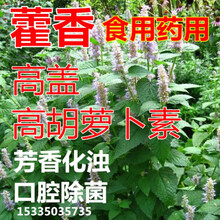 神香草种子 可食用香草种子驱蚊虫多年生植物香囊草种子四季易种 藿香1000粒
