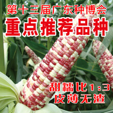 超甜糯玉米种子高产四季香甜春季糯玉米农业 彩云甜糯 200g