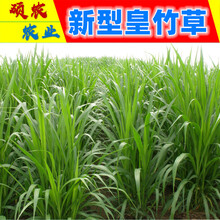 皇竹草 台湾甜象草 巨菌草 美国矮象草 桂牧一号 种芽 种节 种茎 种苗 种籽 草种青贮牧春籽牧草 【新型皇竹草：种节】500节