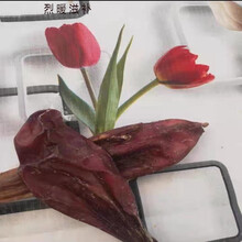 羊蛋 正宗干羊蛋羊宝羊睾丸中药材羊肾羊腰子男性滋补壮腰泡酒料 【正宗山羊蛋】一对45克