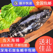 匠心说 深海石斑鱼鲜活石斑鱼石斑鱼冰鲜珍珠斑鱼龙胆老虎斑(1-6斤) 深海大石斑鱼  顺丰 【1斤1条装】