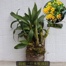 鼓槌石斛 大小丛鼓槌石斛苗 常年带叶 观赏盆景漂亮 开花多黄花卉绿植盆栽观赏鲜条棒槌石斛兰附生吊兰花 鼓槌一斤带木板栽好 裸根不带土