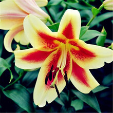 沭之美百合花种球盆栽 香水百合带芽花苗套餐 盆栽花卉绿植 斯特伦 仿木桶盆套装