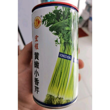 小快香芹种子欧兰德四季小香芹无纤维黄嫩速生菜农芹菜种子籽 80克罐装【宏程黄嫩小香芹】
