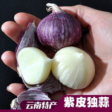 2021年云南新鲜紫皮大蒜独蒜头5斤紫皮独头蒜湿\/干蒜大蒜头批发半斤 半斤装 紫皮独蒜小果（晒干）