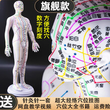 针灸穴位人体模型经络穴位中医全身十二铜人模特图小人可扎针练习小皮人 彩色硬质【54cm男模】数字刻度款