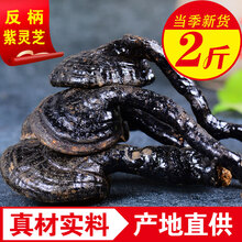 品茸堂 反柄灵芝 反柄紫芝紫灵芝可切片 反柄紫灵芝两斤