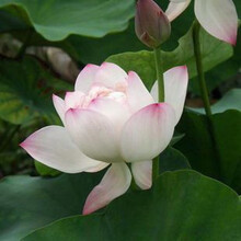 河塘种藕 莲藕种苗 盆栽莲花种藕 盆栽种根碗莲种藕种苗 朱砂美人 不含盆