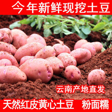 今年云南高原新鲜现挖红皮黄心土豆5斤10斤 洋芋 马铃薯 小果5斤装