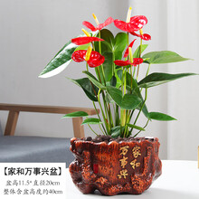 【莎之槿园艺】红掌粉掌盆栽鸿运当头植物四季开花办公室内绿植好养净化空气盆景 红掌+家和万事兴盆 含盆