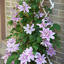 沭之美 铁线莲 大花重瓣铁线莲种根 爬藤植物盆栽铁线莲种根花卉室内阳台庭院攀爬奇趣植物 岳瑞芳 裸根
