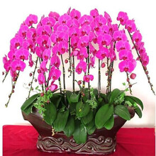 地艺 蝴蝶兰花苗盆栽室内观花植物阳台花苗带盆栽好君子兰花盆栽 四季开花绿植花卉 火凤凰蝴蝶兰+透明原盆+原土