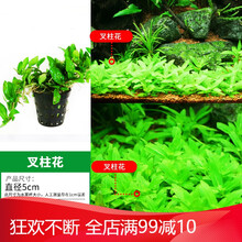 椒草活体真水草椒榕绿温蒂椒红椒青椒咖啡椒鱼缸装饰造景可绑沉木 【中前景】叉柱花