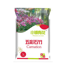 小镇有花 花卉种子五彩石竹种子 花种籽四季开花易种须苞石竹多年生草花种子 阳台花籽 五彩石竹种子 混色5克 约5000粒 厂商封装