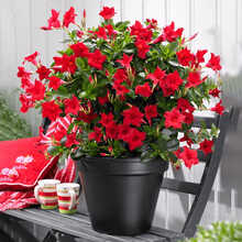 红豆（Hodo）  双喜藤飘香藤1加仑 藤本类园林庭院花卉绿植 造型爬藤易操作 长期开大花 飘香藤（颜色随机）加仑盆 含盆