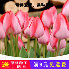 郁金香种球盆栽水培5球装大球根花卉植物耐寒秋冬季荷兰进口水养 师狂人'5球装 12+