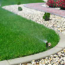 小镇有花 草坪种子 四季青草坪种子 球场园林庭院绿化草皮卷绿化工程 美国四季青种子500克 厂商封装