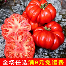 马蹄番茄种孑种子苗大西红柿种籽潮汕老品种四季春季蔬菜阳台盆栽 石盾197 30粒试种装