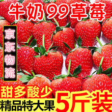 黄草莓 商品搜索 京东