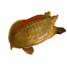 艚旺 甲鱼活体王八活生态食用老鳖团青黄色生新鲜土鳖水产王八活的王八 青黄色(或土黄色) 2斤(4年以上)