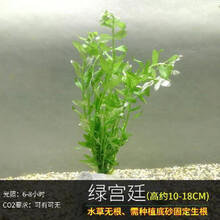 鱼缸懒人水草植物活体淡水有茎草缸造景水族箱中后景水草套餐 绿宫廷2杯(+水草沉底杯)