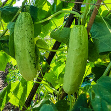 黎昕  水果黄瓜种子旱黄瓜种籽绿芯黄瓜东北麻皮黄瓜春季四季蔬菜籽大棚 旱黄瓜50粒分装